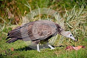 Vulture on grass