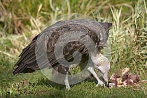Vulture on grass
