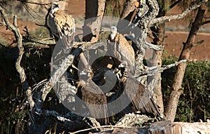 Vulture group photo