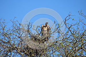 Vulture guarding nest