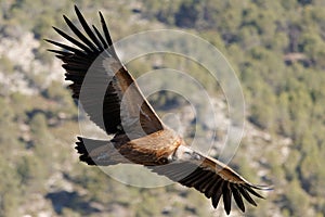 Vulture gyps fulvus flying over the Cint ravine in Alcoy photo