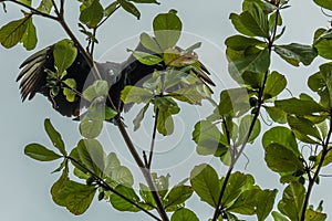 Vulture hidden among leaves