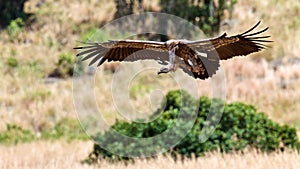 Vulture hovering over the savanna