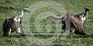 Vulture at its prey in Africa