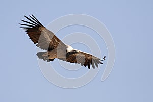 Vulture, Jodhpur, Rajastan photo