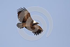 Vulture, Jodhpur, Rajastan photo