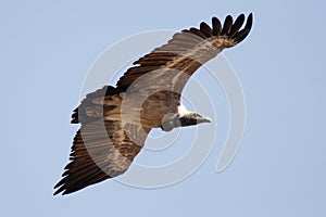 Vulture, Jodhpur, Rajastan photo