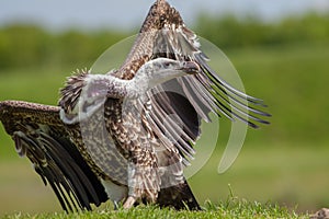 Vulture on land with twisted long neck and head turned. Ruppells griffon vulture.