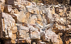 Vulture Landing at Nest