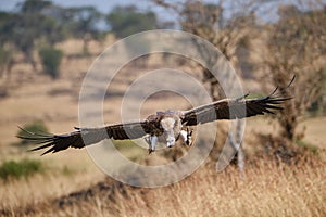 Vulture landing in serengeti