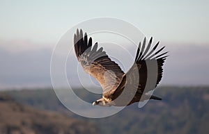 Vulture in las Hoces del Duraton