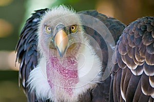 Vulture look to you with ruthless eyes photo