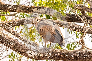 Vulture looking for a prey at the kabini forest area