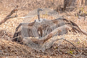 Vulture looking for a prey at the kabini forest area sitting