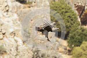 Vulture in Monfrague, Caceres