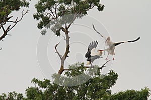 Vulture in the monfrague national park