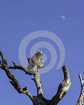 Vulture/Moon - Bires of The Great Lumpopo Transfrontier Park photo