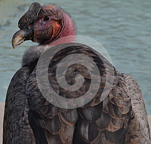 Vulture is the name given to 2 groups of scavenging birds of prey