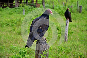 Vulture, National park Vinales photo