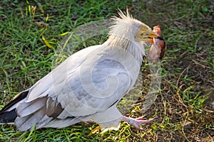Vulture (neophron percnopterus) is wolking with prey on the grass