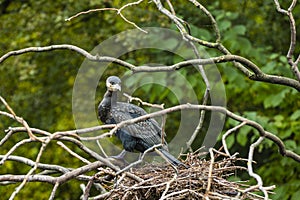 A vulture in a nest