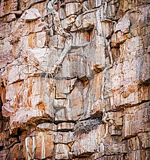 Vulture Nest On Cliffs