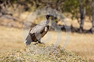 Vulture - Okavango Delta - Moremi N.P. photo