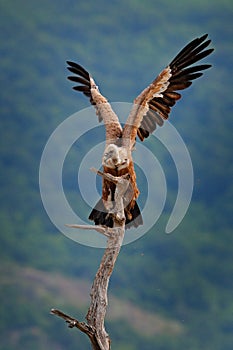 Vulture with open wings.  Griffon Vulture, Gyps fulvus, big birds of prey sitting on rocky mountain, nature habitat, Madzarovo,