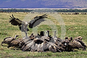 Vulture party, Masai Mara, Kenya