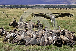 Vulture party, Masai Mara, Kenya