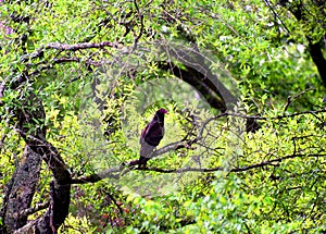 Vulture Perched on Limb of Tree