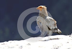 Vulture perched in snow