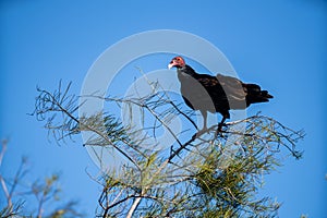 Vulture poised on a tree blue sky background