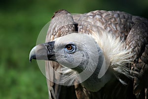 Vulture Portrait