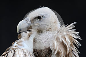 Vulture photo