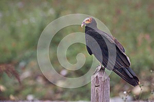 Vulture resting on a stake quietly