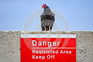Vulture on Restricted Area Danger Sign