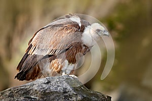 Vulture in the rocky habitat. Bird Eurasian Griffon Vulture, Gyps fulvus, sitting on the stone, rock mountain, Spain. Wildlife ani