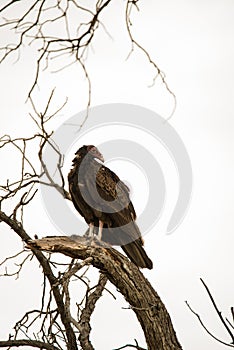 Vulture roosting for the night.