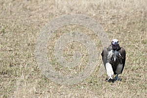 Vulture scavenger walking on the African savannah