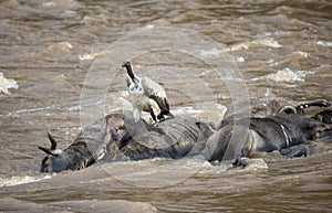 A Vulture Scavenging for Food