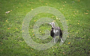 A vulture searches for food in the grass