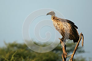 Vulture - Serengeti, Tanzania, Africa