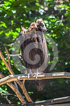 Vulture sitting on a branch, animal planet
