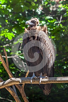 Vulture sitting on a branch, animal planet