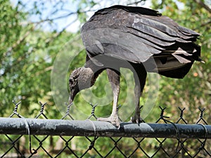 A vulture sitting on a fence