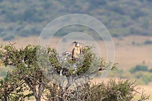 A Vulture Sitting In Its Nest Atop Atree