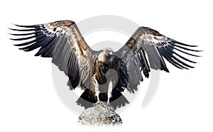 Vulture sitting on stone. Isolated over white photo
