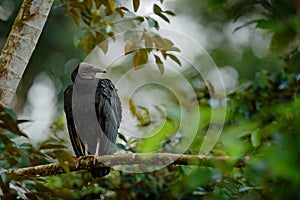 Vulture sitting on the tree in Costa Rica tropic forest. Ugly black bird Black Vulture, Coragyps atratus, bird in the habitat.