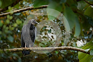 Vulture sitting on the tree in Costa Rica tropic forest. Ugly black bird Black Vulture, Coragyps atratus, bird in the habitat.